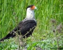 Caracara cheriway