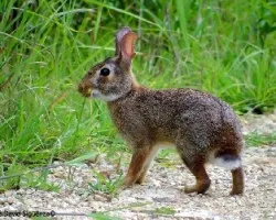 Sylvilagus floridanus