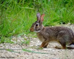 Sylvilagus floridanus