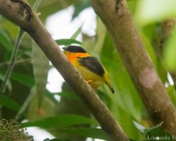 Manacus aurantiacus