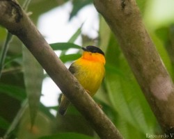 Manacus aurantiacus
