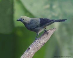 Thraupis palmarum
