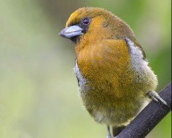 Semnornis frantzii