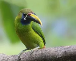 Aulacorhynchus prasinus