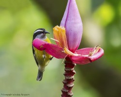 Coereba flaveola