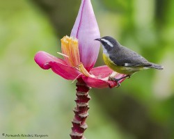 Coereba flaveola