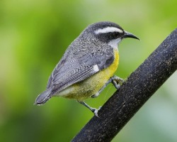 Coereba flaveola