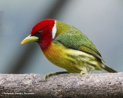 Eubucco bourcierii