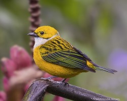 Tangara icterocephala
