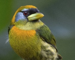 Eubucco bourcierii
