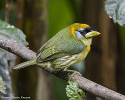 Eubucco bourcierii