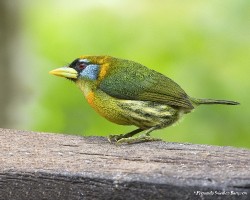 Eubucco bourcierii