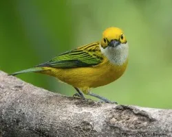 Tangara icterocephala