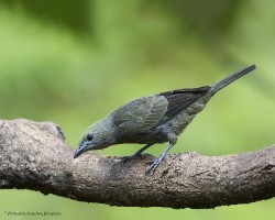 Thraupis palmarum