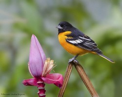 Icterus galbula