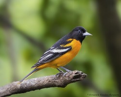 Icterus galbula