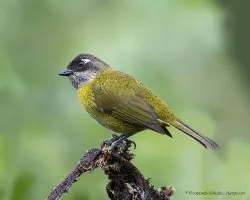 Chlorospingus ophthalmicus