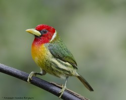 Eubucco bourcierii
