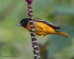 Icterus galbula