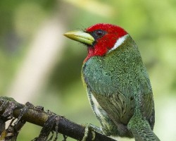 Eubucco bourcierii