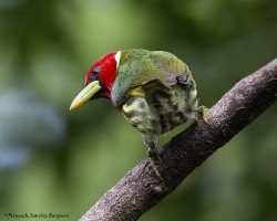 Eubucco bourcierii