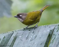 Chlorospingus ophthalmicus