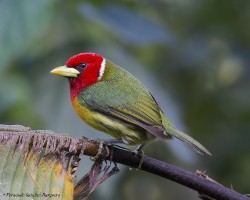 Eubucco bourcierii