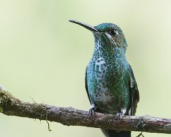 Heliodoxa jacula