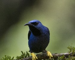 Cyanerpes lucidus