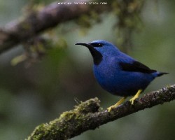 Cyanerpes lucidus