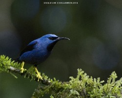 Cyanerpes lucidus