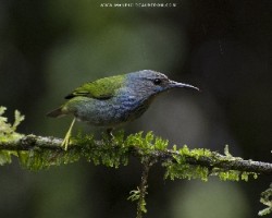Cyanerpes lucidus