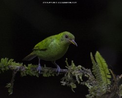 Chlorophanes spiza