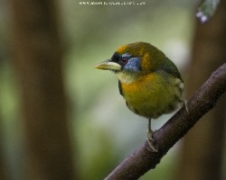 Eubucco bourcierii