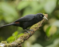 Cacicus uropygialis