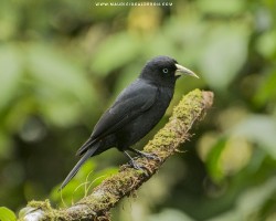 Cacicus uropygialis