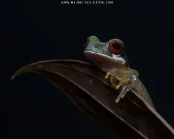 Duellmanohyla rufioculis