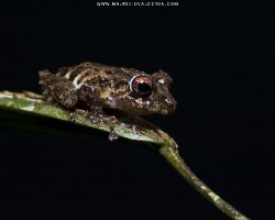 Pristimantis cruentus