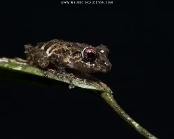 Pristimantis cruentus