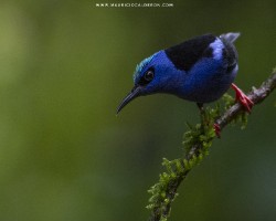 Cyanerpes cyaneus