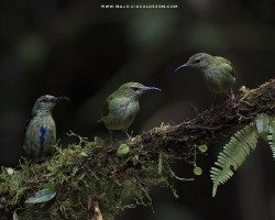 Cyanerpes cyaneus