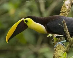 Ramphastos ambiguus
