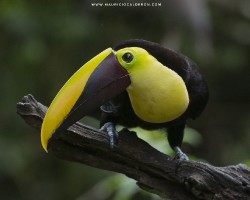 Ramphastos ambiguus