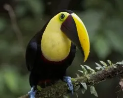 Ramphastos ambiguus