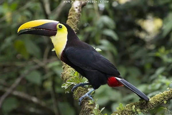 Ramphastos ambiguus