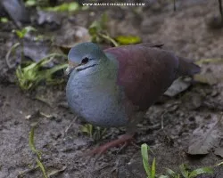 Geotrygon costaricensis