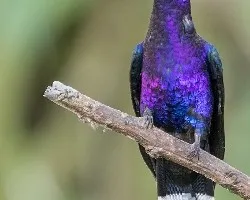 Campylopterus hemileucurus