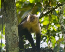 Cebus capucinus