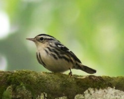 Mniotilta varia