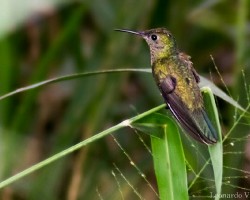 Phaeochroa cuvierii